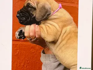 Great Dane dogs Primus Great Danes - Advert 1