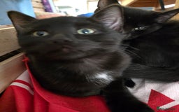 Ragdoll cats for sale: Beautiful black & white Ragdoll X kittens - Image 21