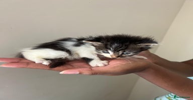 Siberian cats - Advert 8