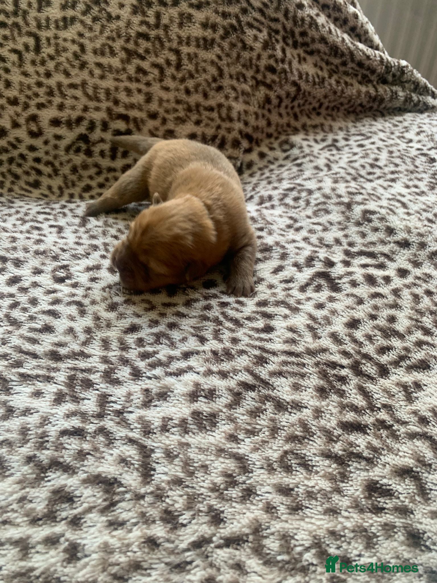 Chow Chow dogs for sale: Choclate/lilac Chow chow puppies - Advert 25