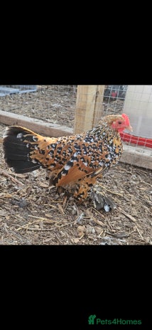 Hens poultry - Advert 10
