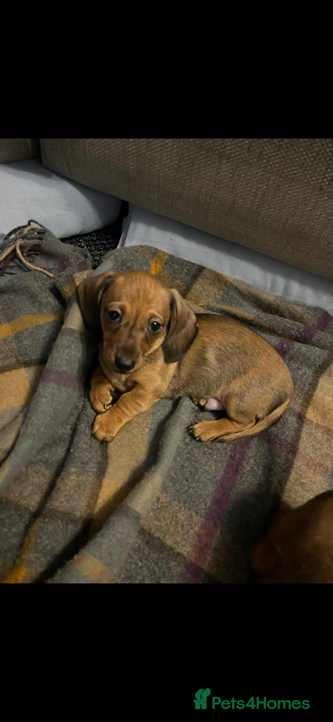 Dachshund dogs for sale: Red dachshund puppies  - Advert 27