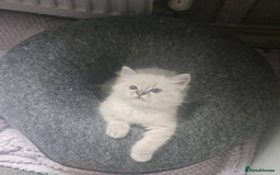 Ragdoll cats for sale: Lilac and blue tica ans Gccf registered ragdolls. - Image 38