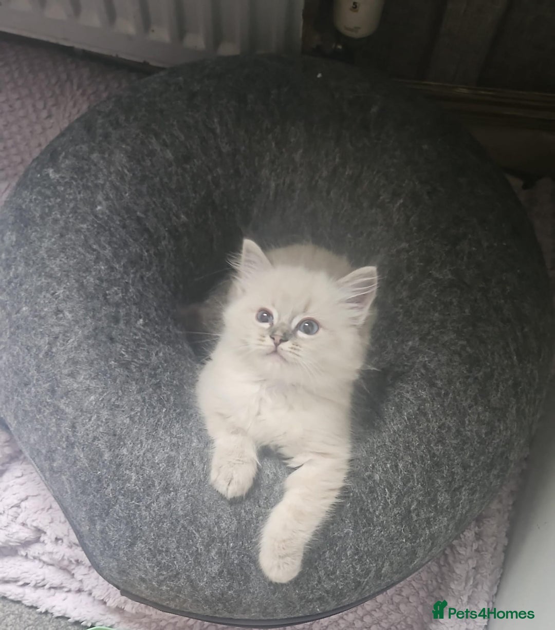 Ragdoll cats for sale: Lilac and blue tica ans Gccf registered ragdolls. - Image 38