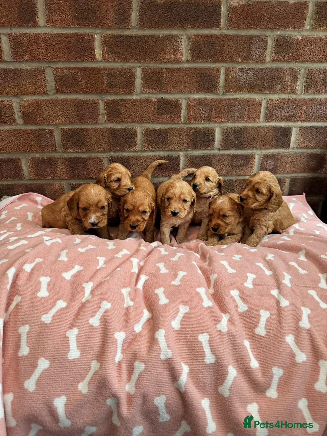 Miniature Poodle dogs for stud: KC Apricot Miniature Poodle STUD in Christchurch - Advert 9