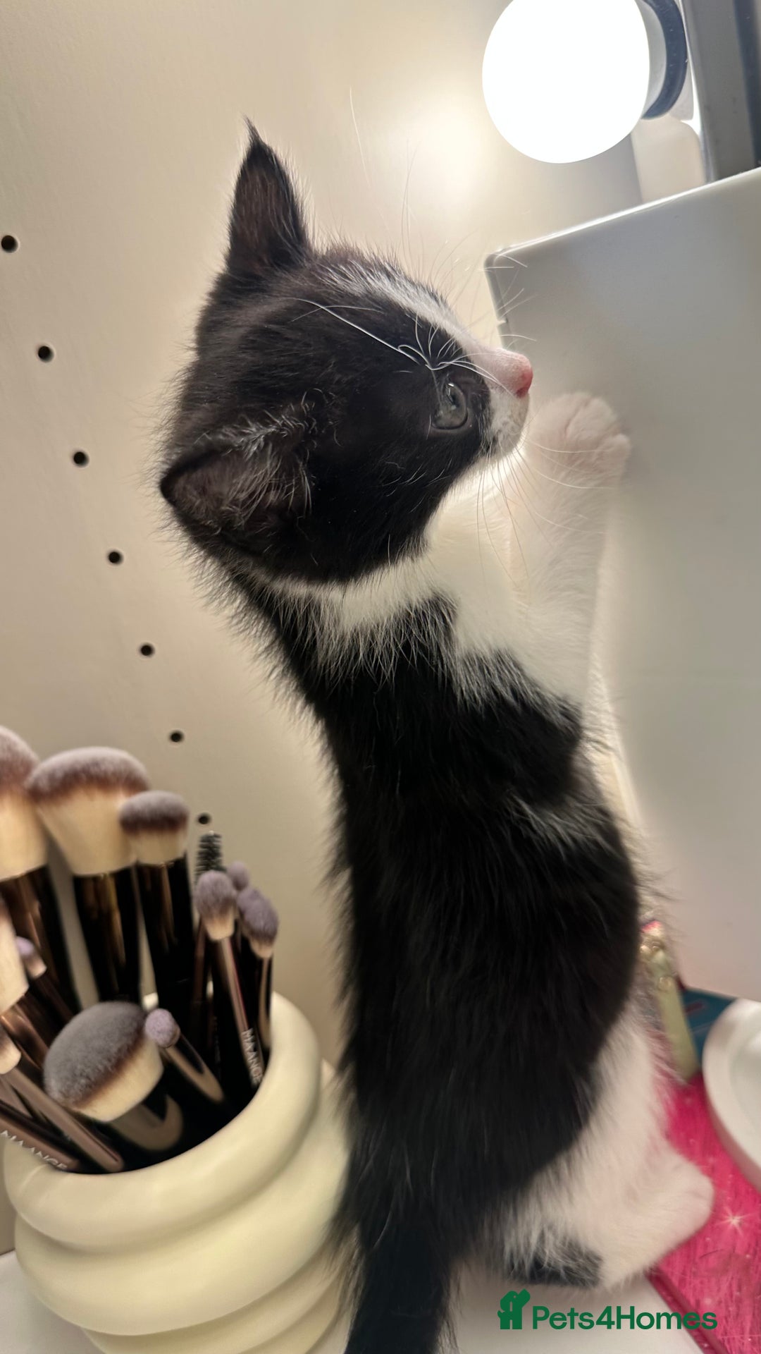 Mixed Breed cats for sale: 6 mixed breed ( shorthair and longhair) kittens - Advert 17