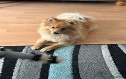 Pomeranian dogs for sale: Pomeranian 11 months  - Image 2