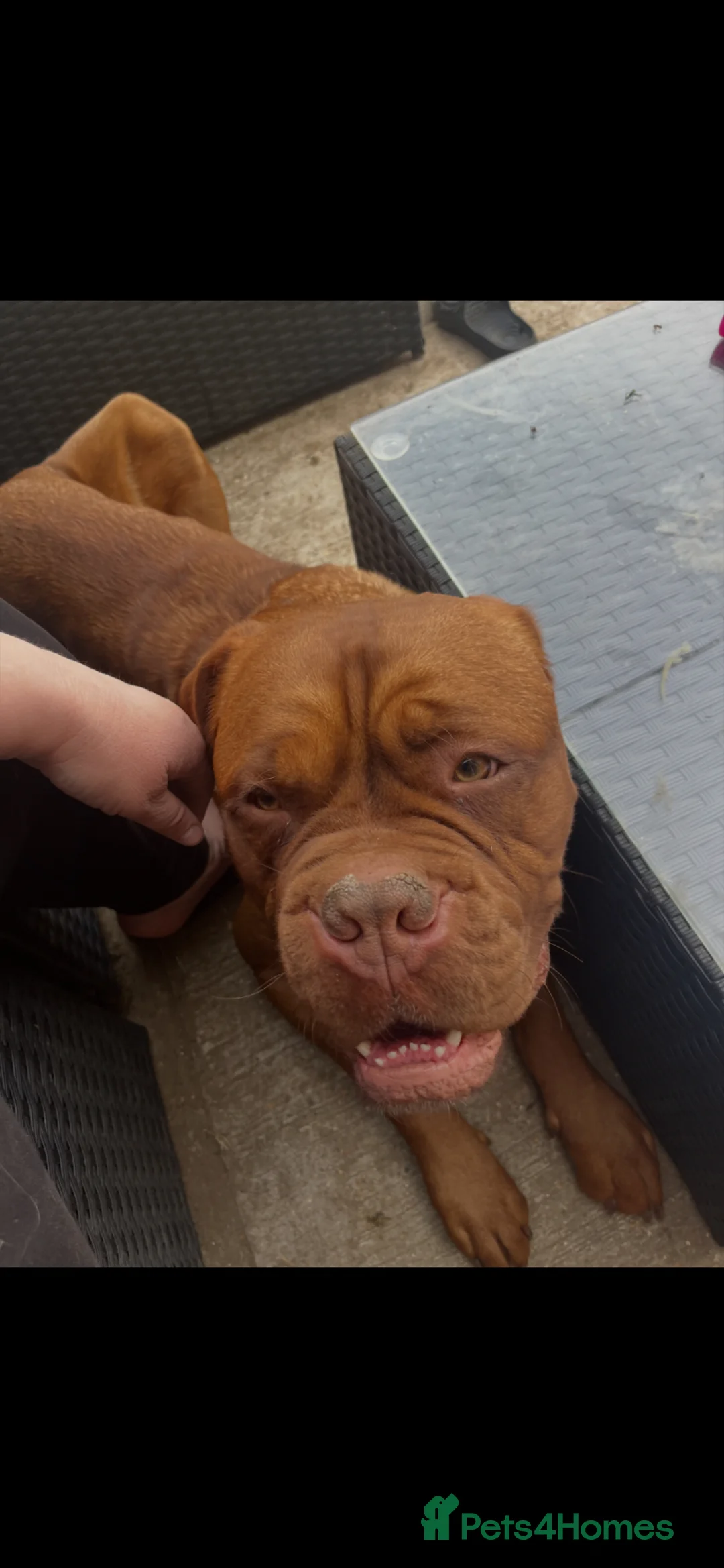 Dogue De Bordeaux dogs for sale: Kc registered Dogue de Bordeaux  - Advert 2