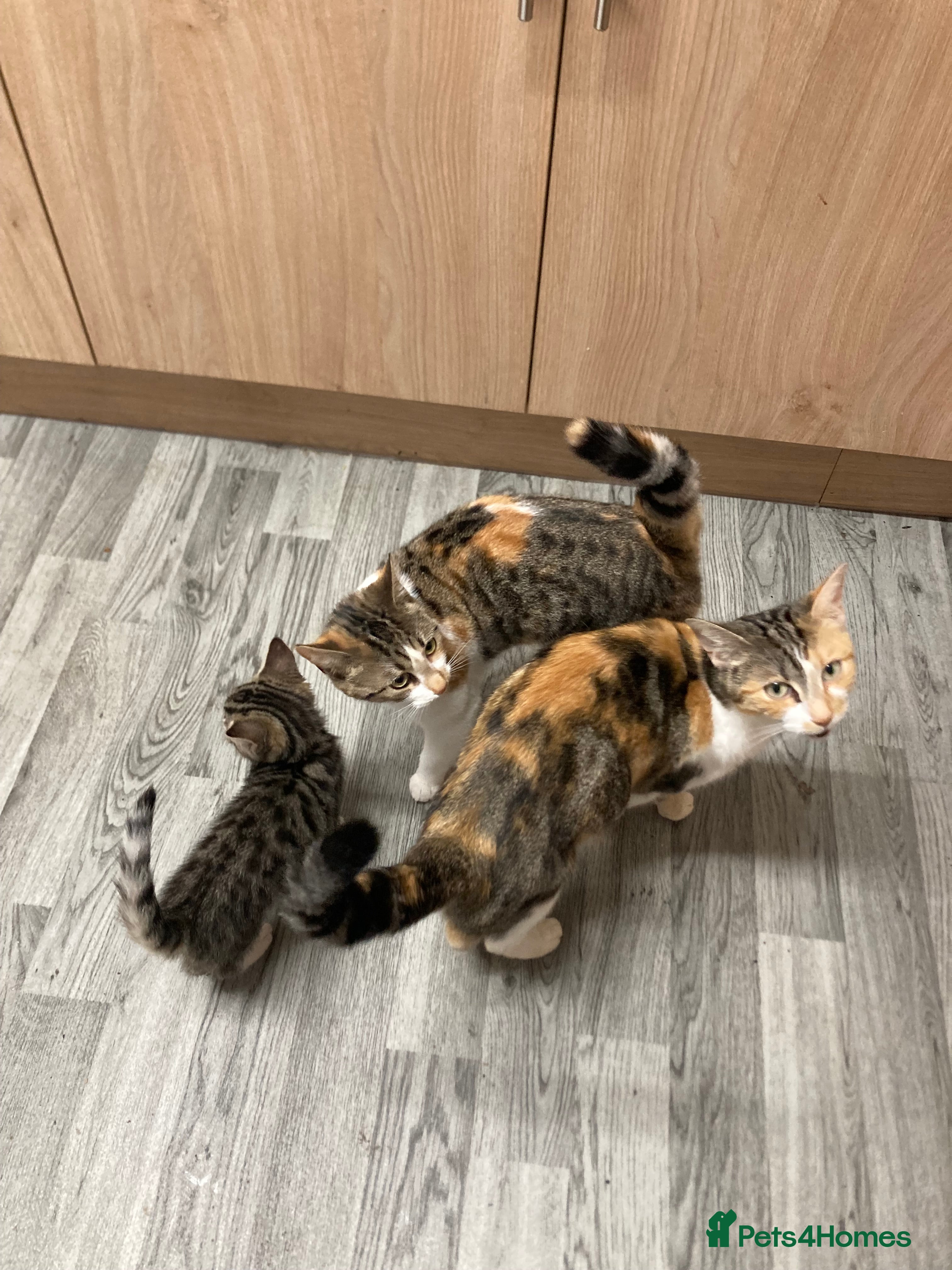 Mixed Breed cats 8 month old kitten - Advert 1