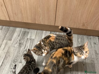 Mixed Breed cats 8 month old kitten - Advert 1