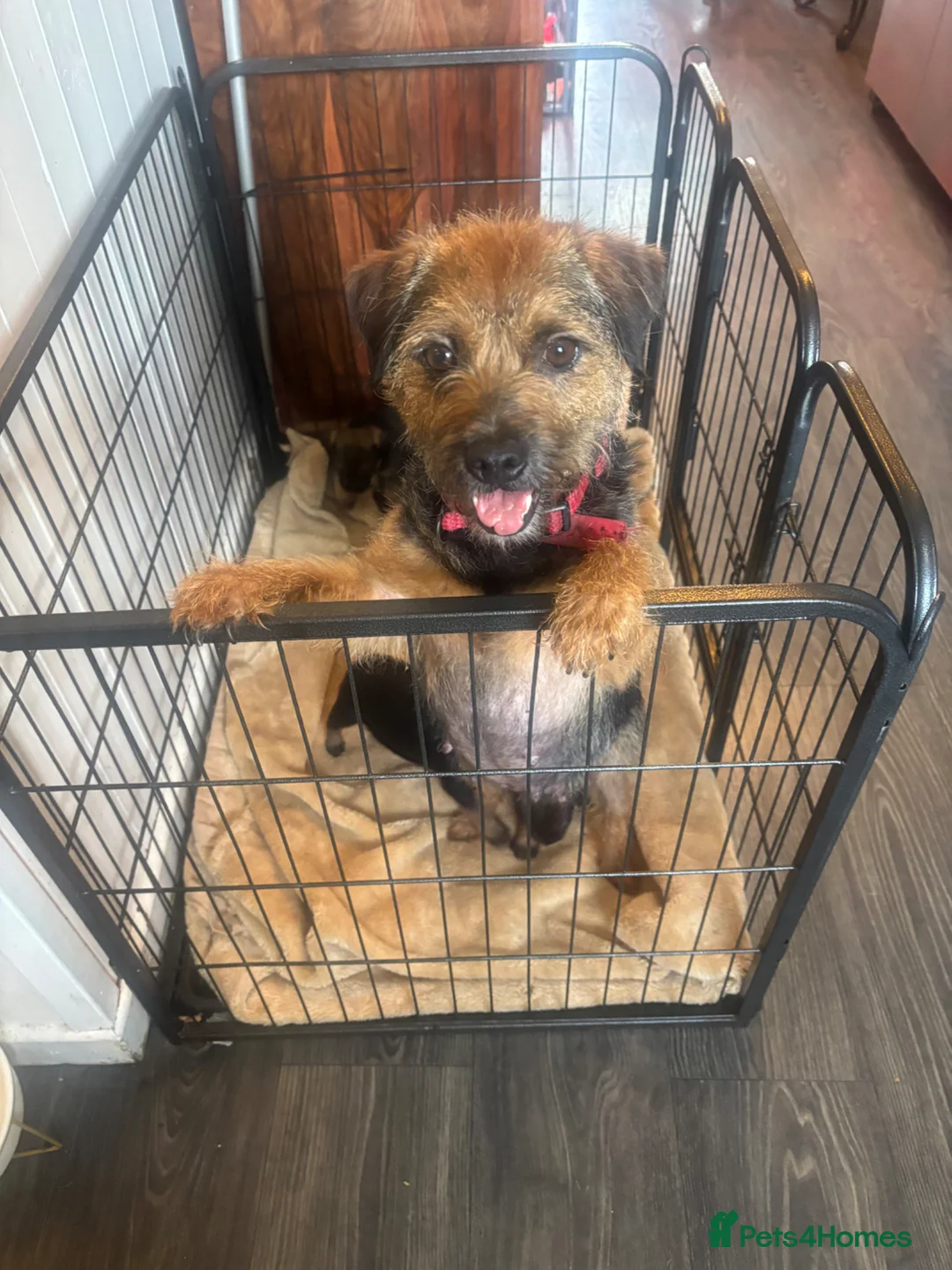 Border Terrier dogs for sale: KC Border Terrier Pups - Advert 8