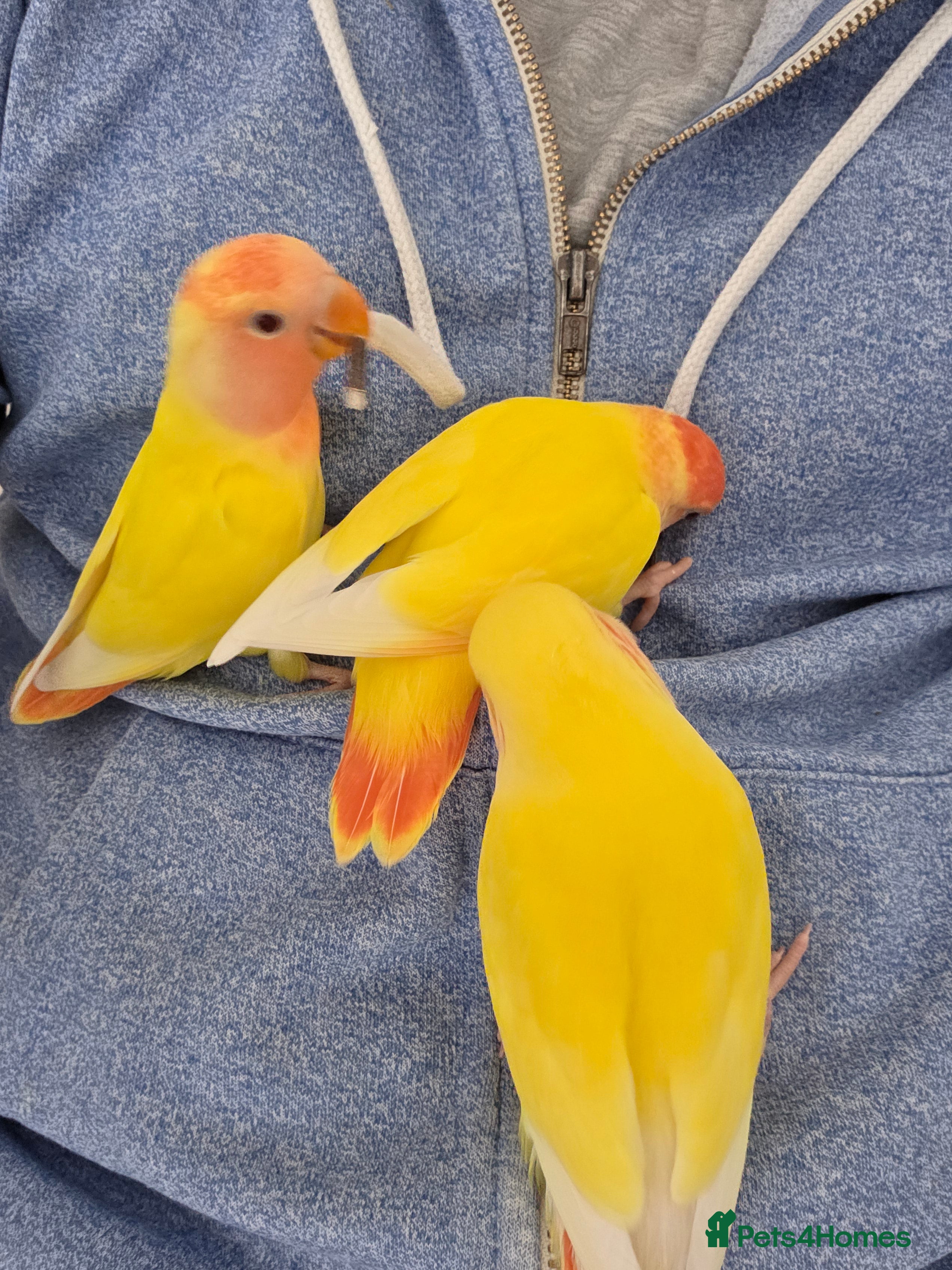 Lovebirds birds Super Tame, Hand-reared Baby Lovebirds - Advert 1