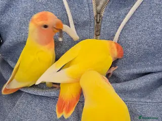 Lovebirds birds Super Tame, Hand-reared Baby Lovebirds - Advert 1