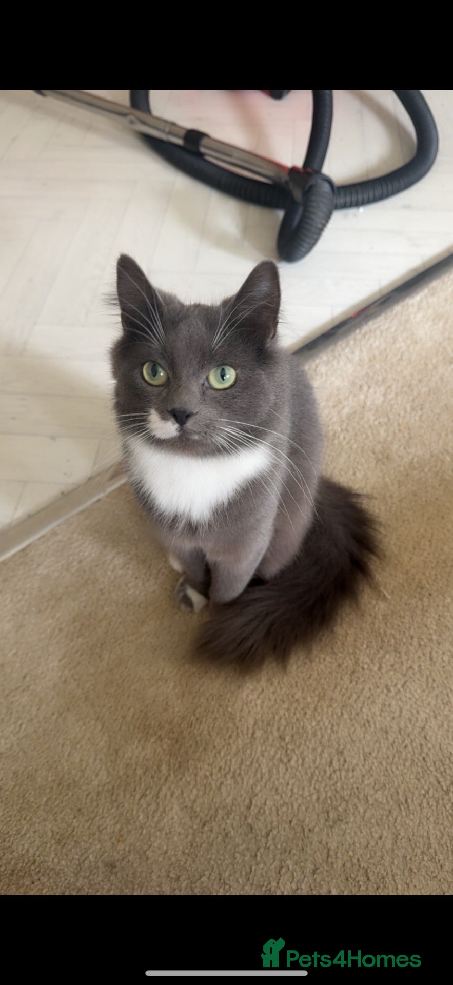 British Longhair cats Female grey fluffy cat  - Advert 1