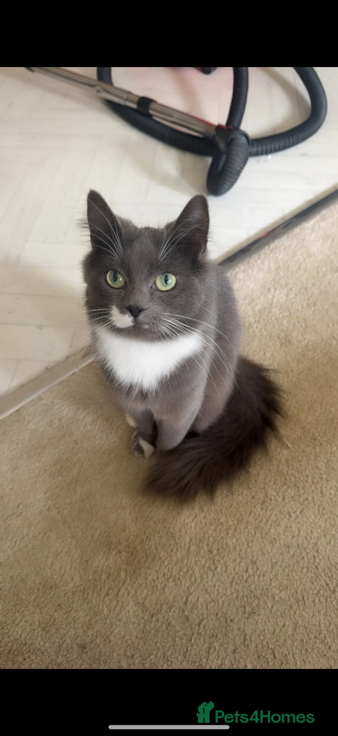 British Longhair cats for sale: Female grey fluffy cat  - Advert 1
