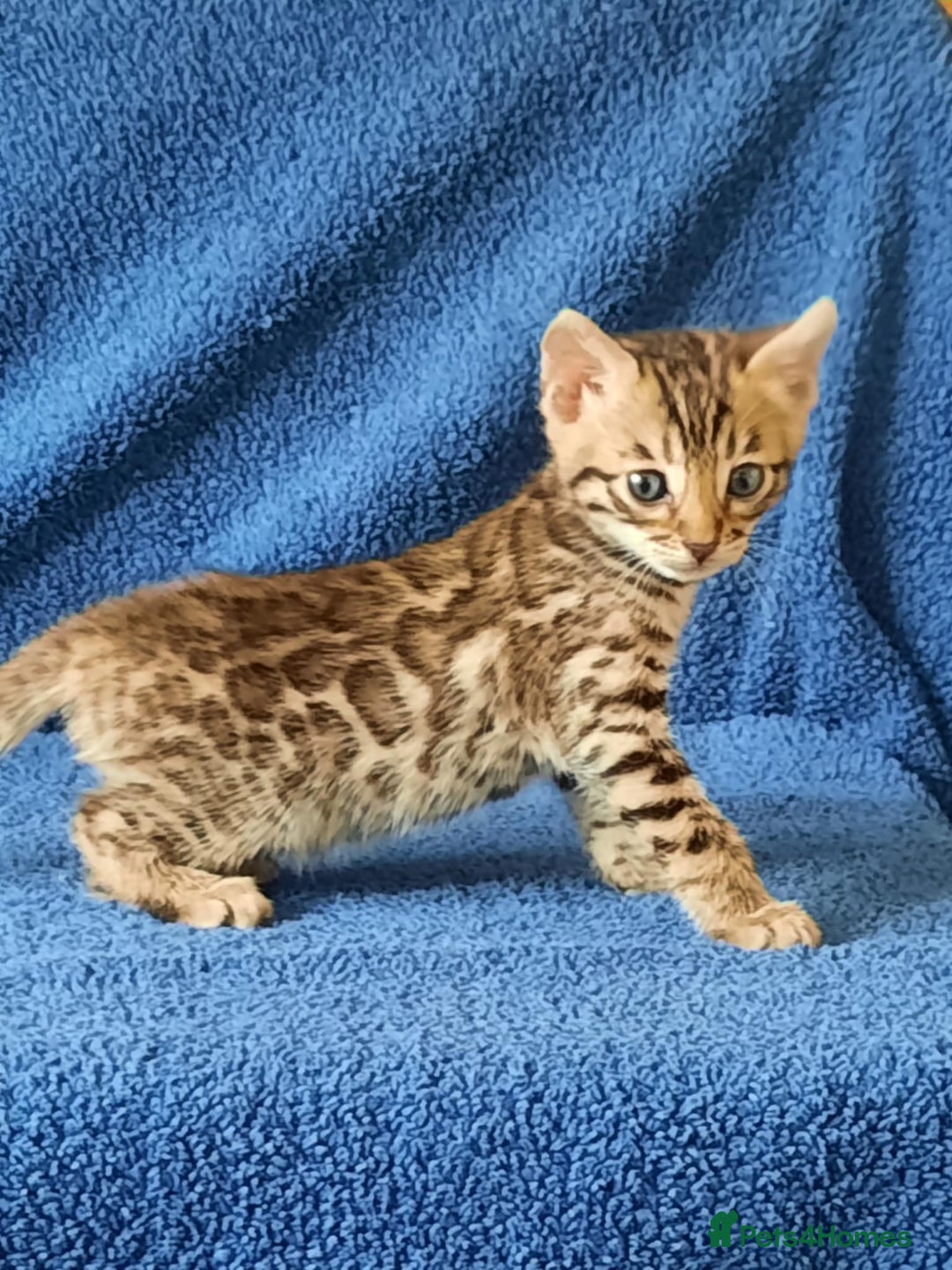 Bengal cats for sale: STUNNING GLITTER PELTED TICA REG BENGAL KITTENS - Image 13