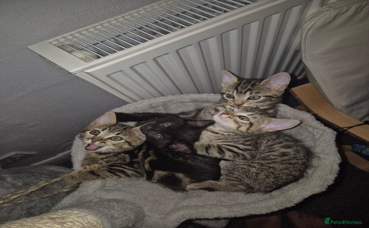 Mixed Breed cats - Advert 1
