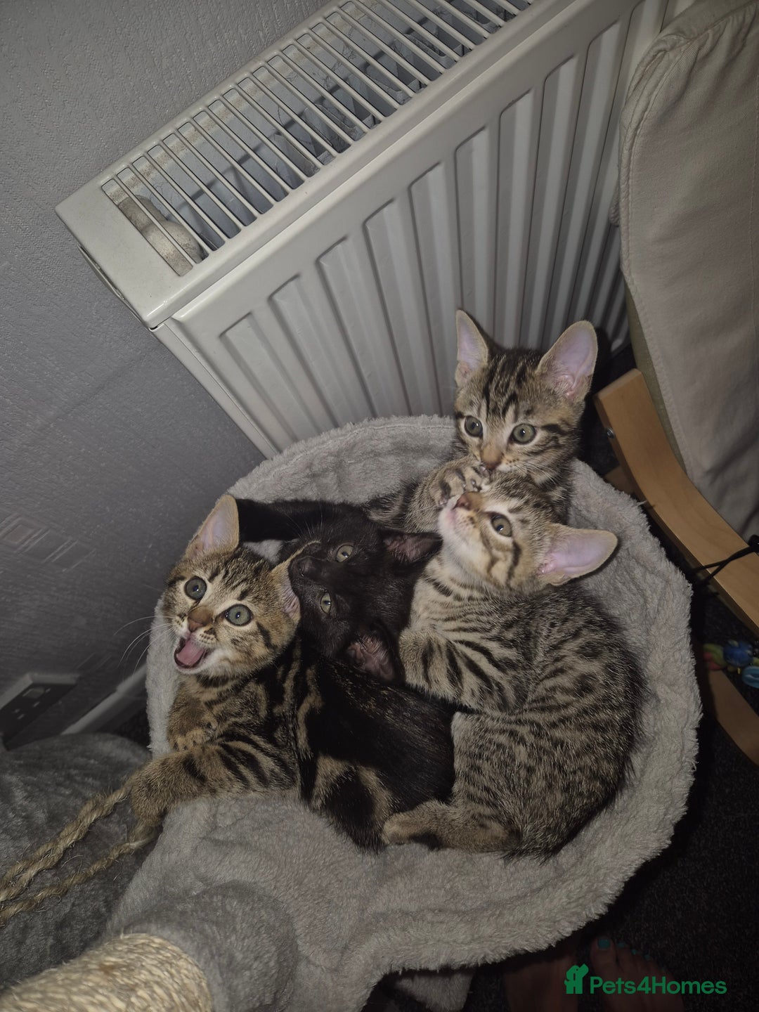 Mixed Breed cats for sale: 4 adorable kittens - Image 1