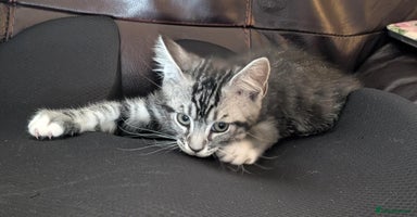 Maine Coon cats - Advert 4