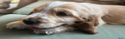 Cocker Spaniel dogs for sale: Gorgeous KC Show Cocker Babies  - Advert 4