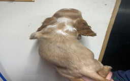 Cocker Spaniel dogs for sale: Orange Roan Girls - Image 7