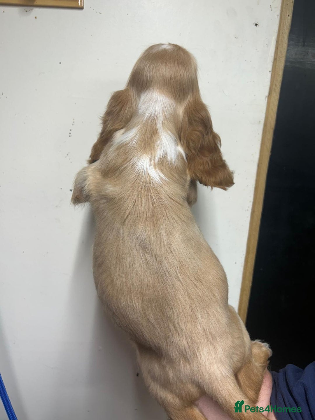 Cocker Spaniel dogs for sale: Orange Roan Girls - Image 7
