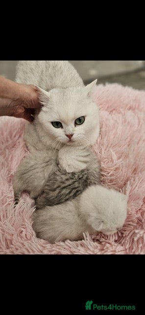 British Shorthair cats ❤️👑QUEEN CHINCHILLA SILVER BRITISH SHORTHAIR  - Advert 7
