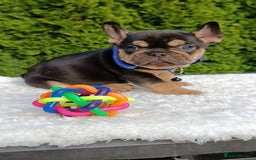 French Bulldog dogs for sale: ❤️ 🐶 beautiful French bulldog puppies ❤️🐶 - Image 14