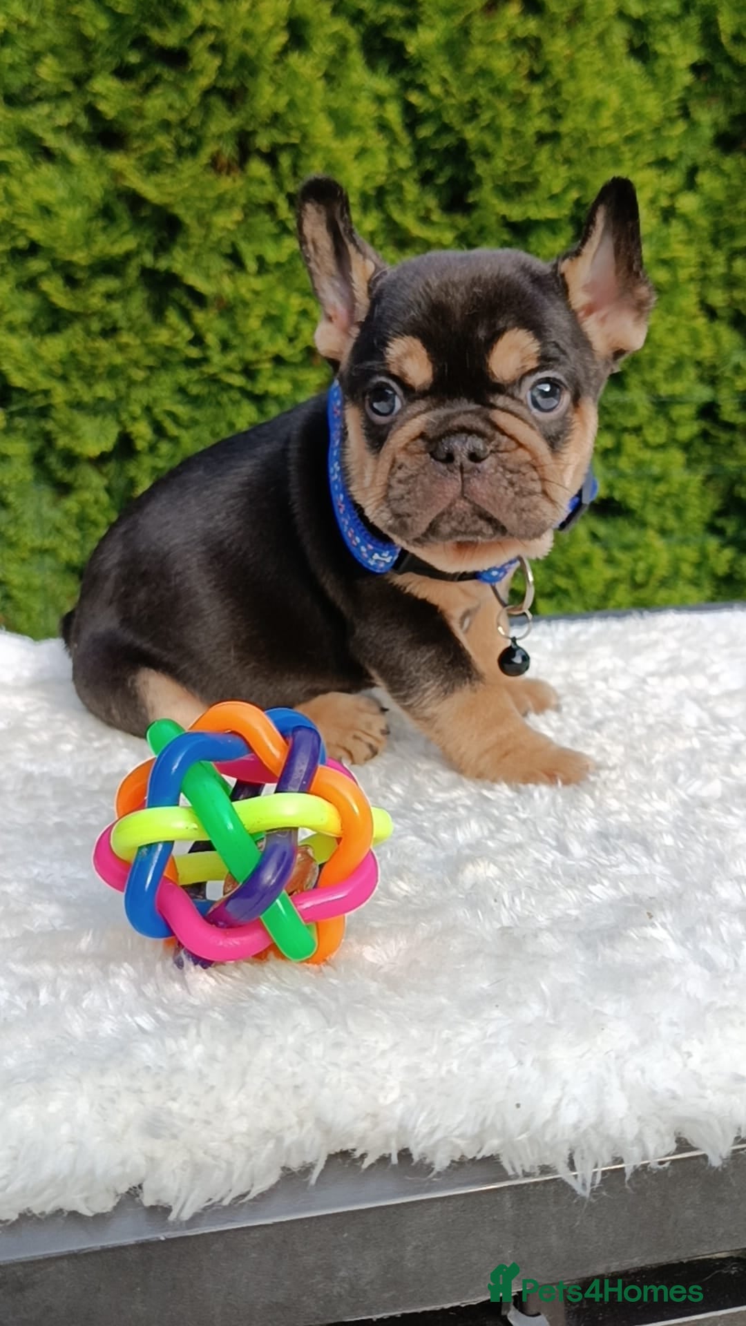 French Bulldog dogs for sale: ❤️ 🐶 beautiful French bulldog puppies ❤️🐶 - Image 14