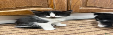 Mixed Breed Kitten 2
