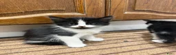 Mixed Breed cats for sale: 9 Beautiful Kittens Ready for Loving Homes - Advert 11