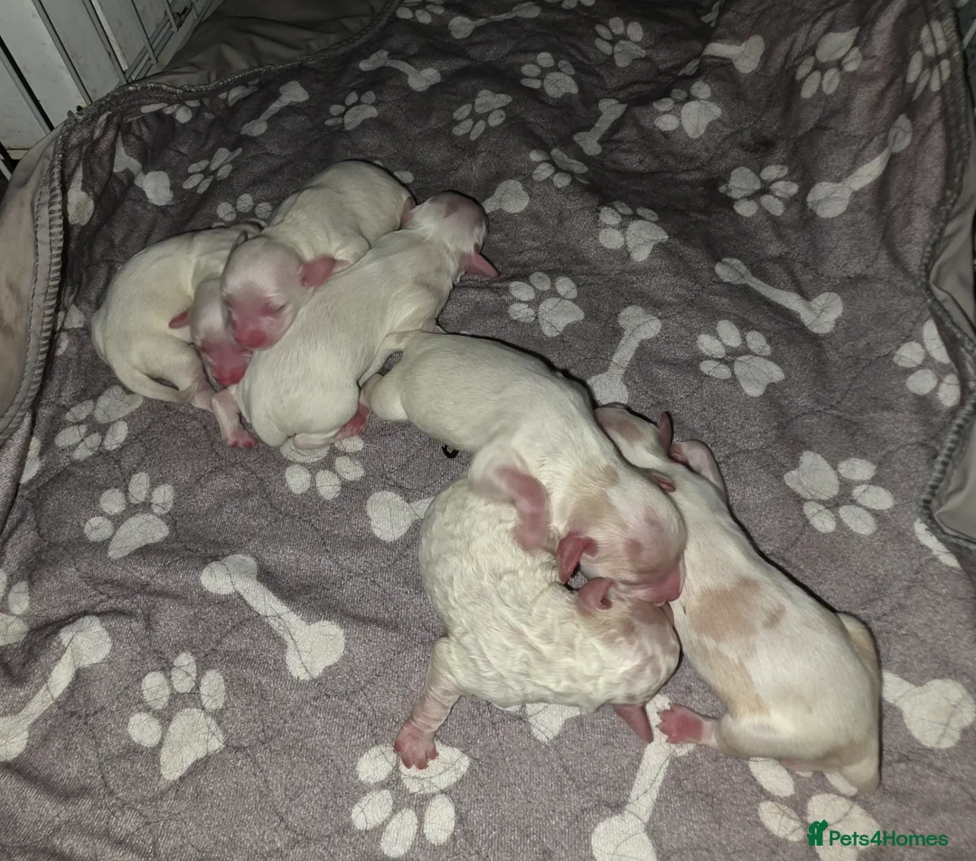Mixed Breed dogs for sale: Cockerchon pups for sale in Feltham - Advert 27