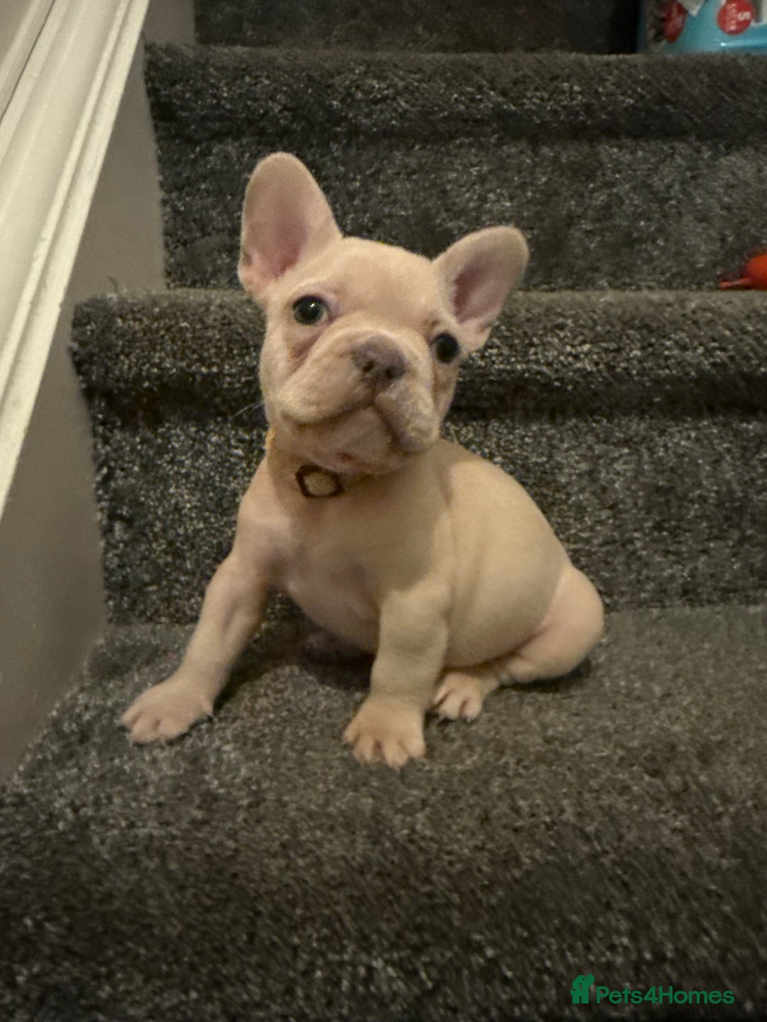 French Bulldog dogs for sale: Cream/ platinum French Bulldog puppy , ready now❤️ - Advert 19