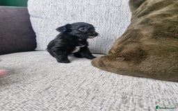 Jackapoo dogs for sale: Gorgeous Jackapoo Puppies - Image 6