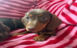 Miniature Dachshund dogs for sale: Miniature dachshund  - Image 2