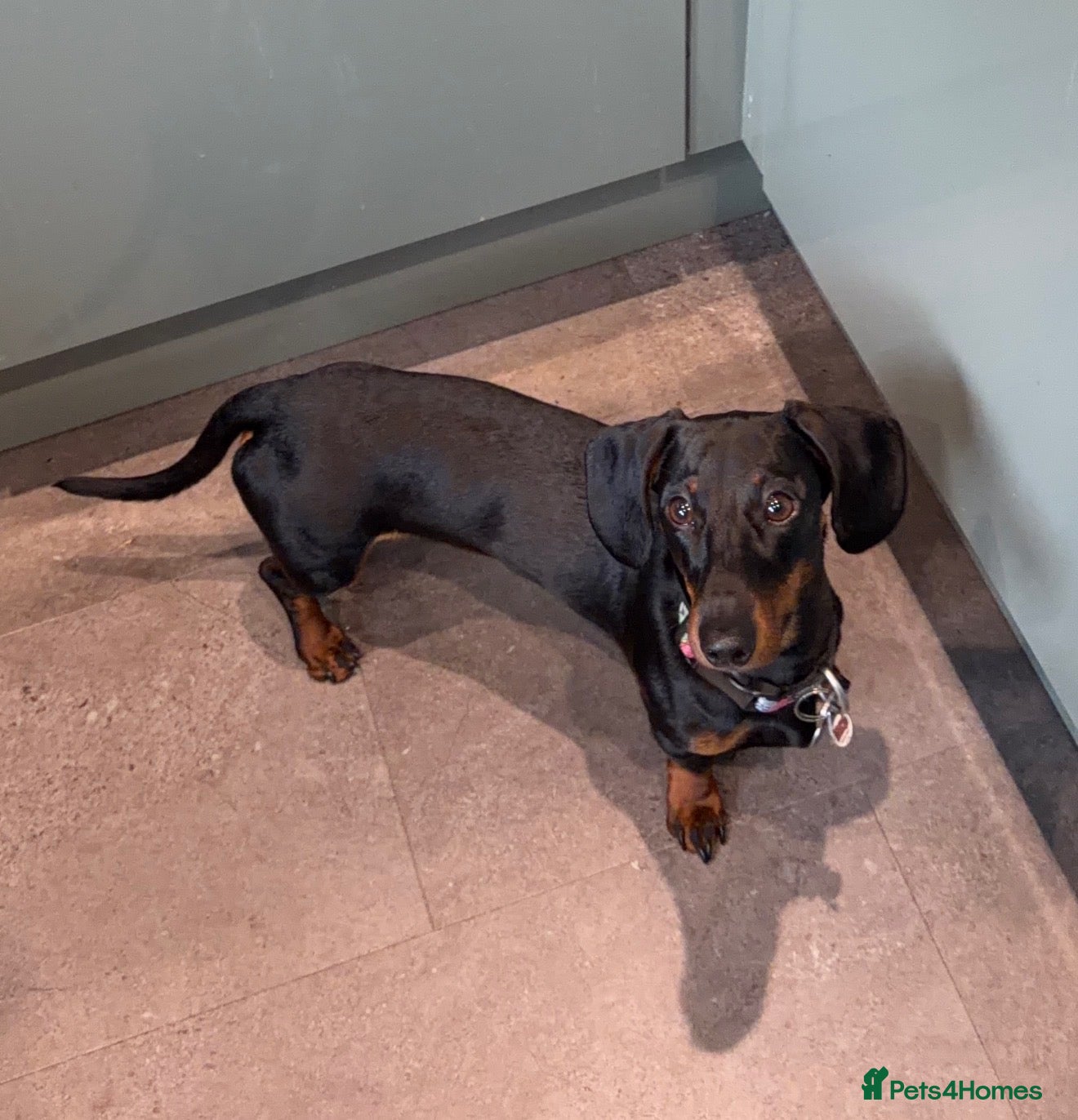 Miniature Dachshund dogs Miniture Dachshund - Advert 1