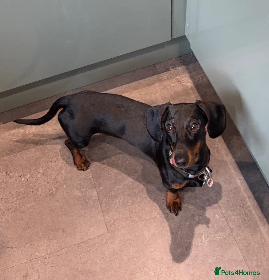 Miniature Dachshund dogs for sale: MALE Miniture Dachshund - Advert 1