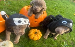 Labrador Retriever dogs for sale: Stunning silver lab puppies  - Image 6