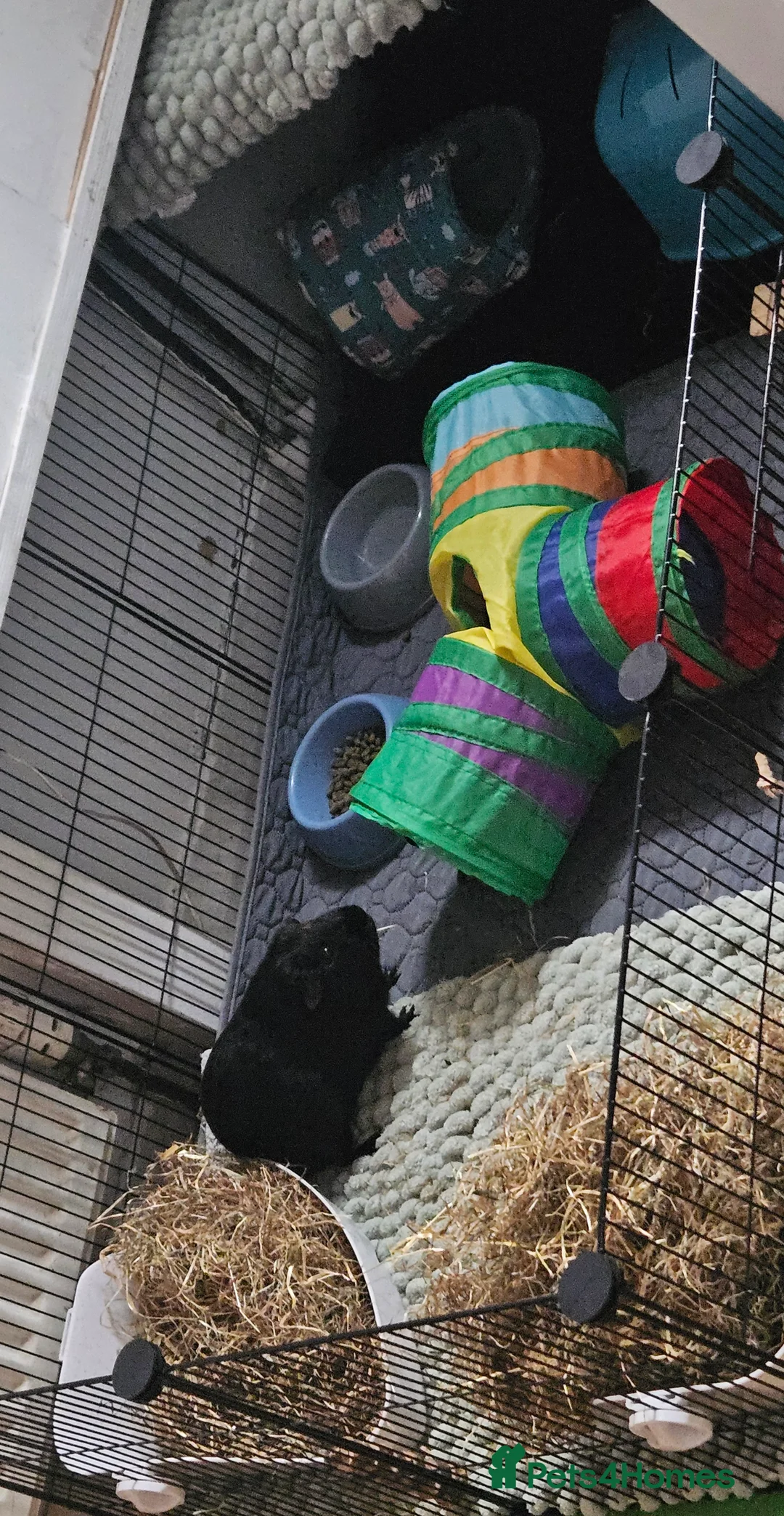 Guinea Pig rodents for sale: 2 MALE Black guinea pigs, everything inc! - Advert 3