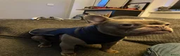 French Bulldog dogs for sale: Blue frenchie for sale in Manchester - Advert 8