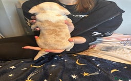 American Bully dogs for sale: ABKC REGISTERED Pocket Exotic/Extreme Bully PUPS! - Image 25