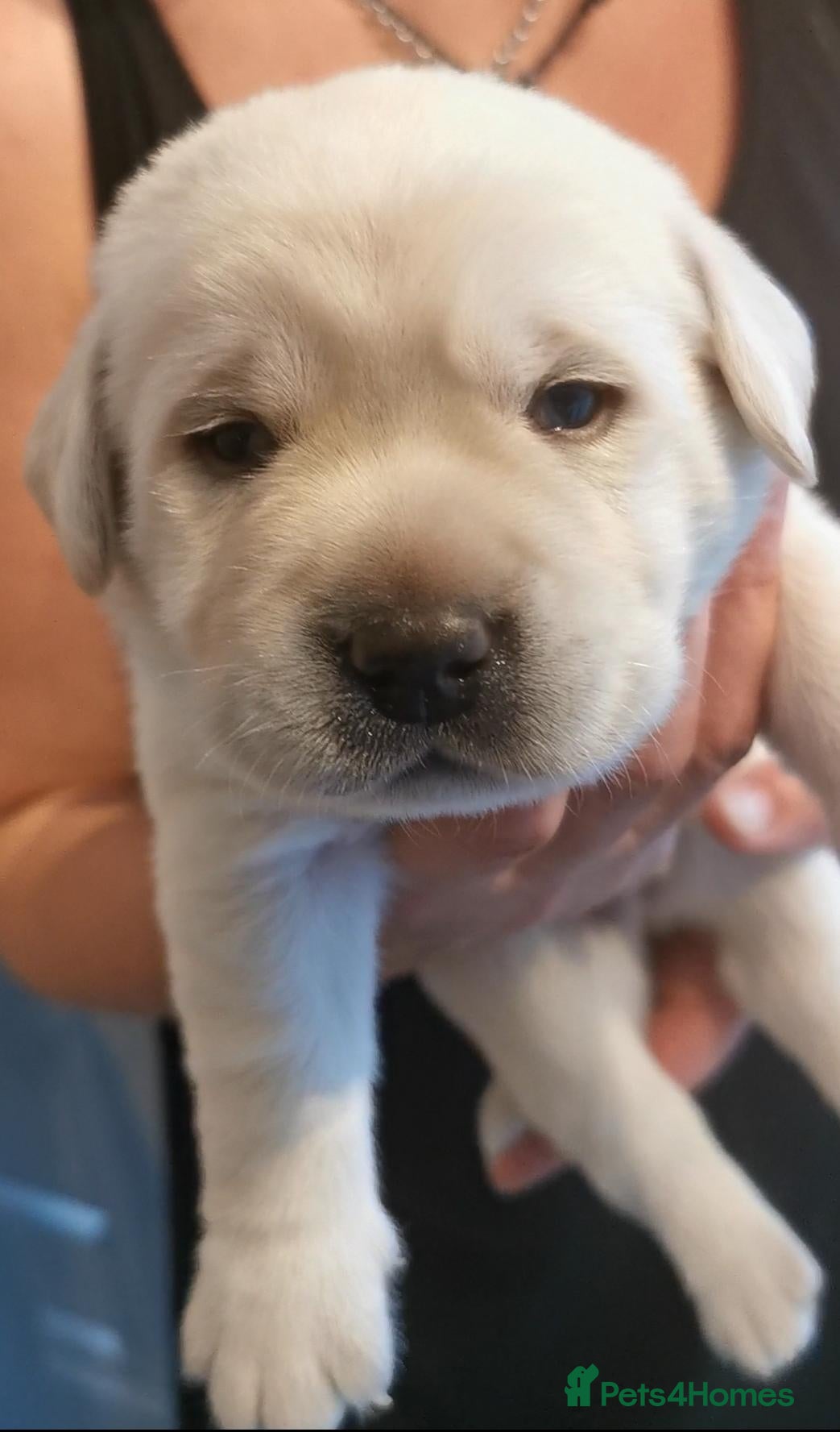 Labrador Retriever dogs Yellow labrador puppy - Advert 7