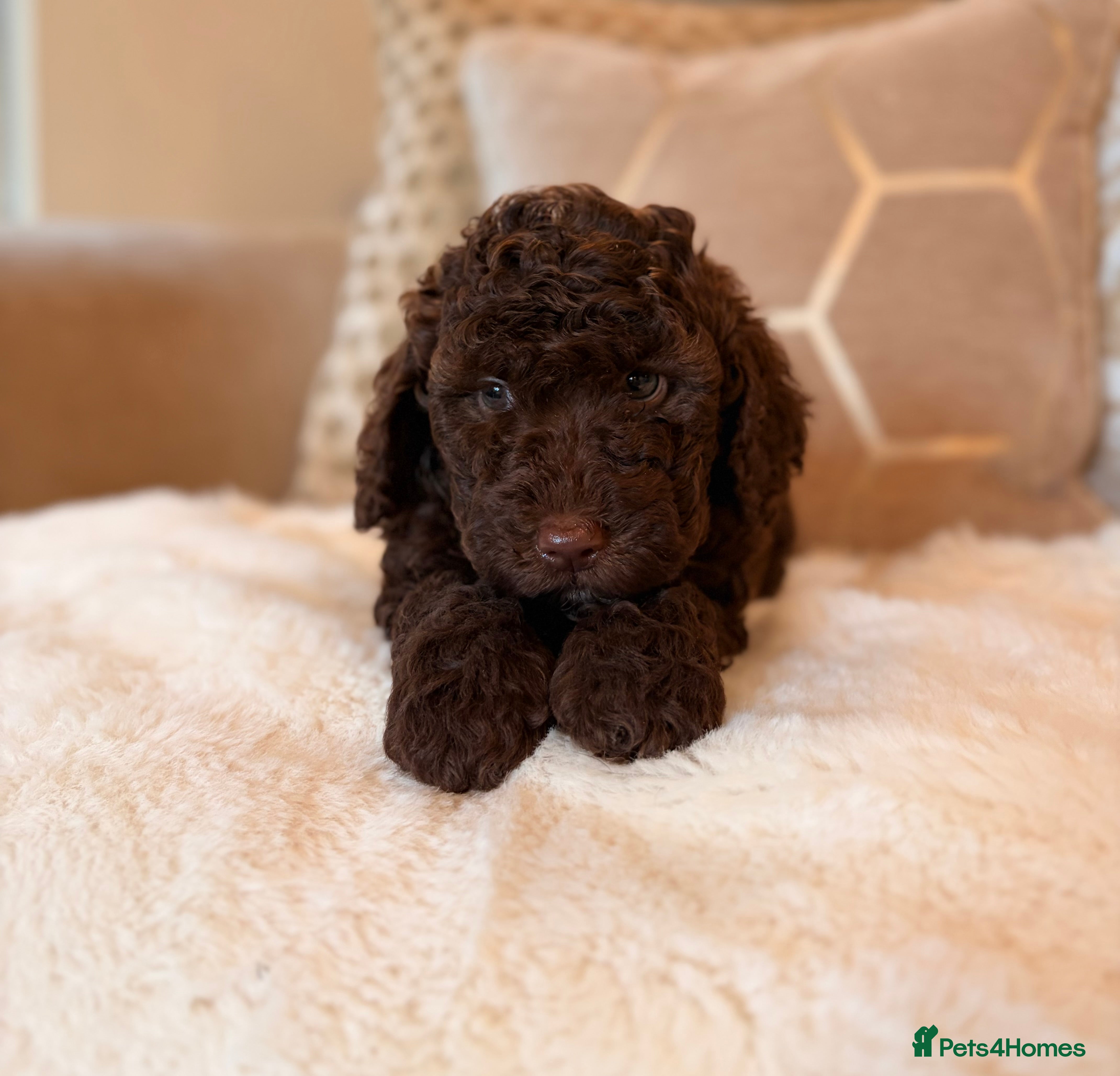Labradoodle dogs ** RARE CHOC-PHANTOM MERLE/PARTI F1B LABRADOODLES - Advert 2
