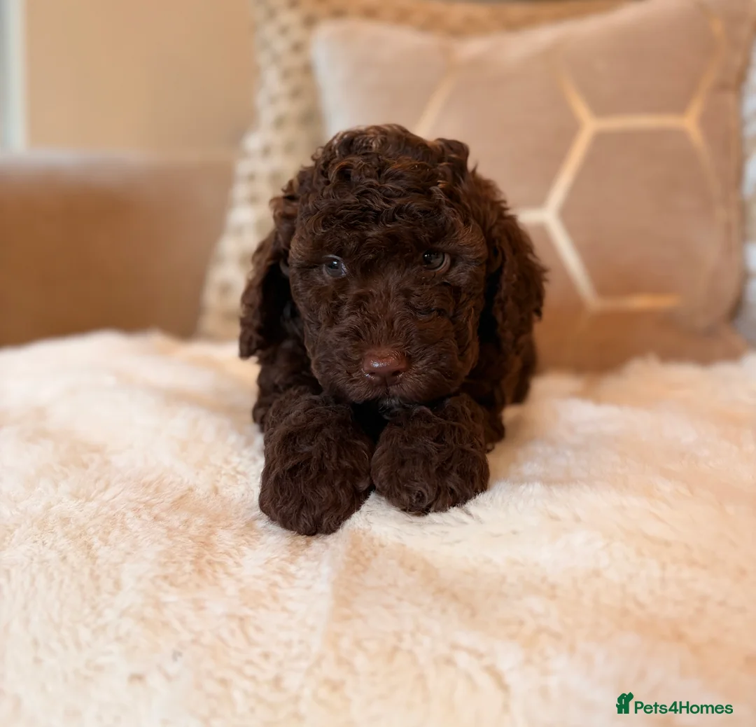 Labradoodle dogs for sale: ** RARE CHOC-PHANTOM MERLE/PARTI F1B LABRADOODLES - Advert 2