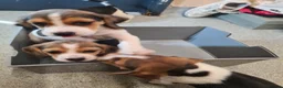 Beagle dogs for sale: 4 beagle puppies - Advert 6
