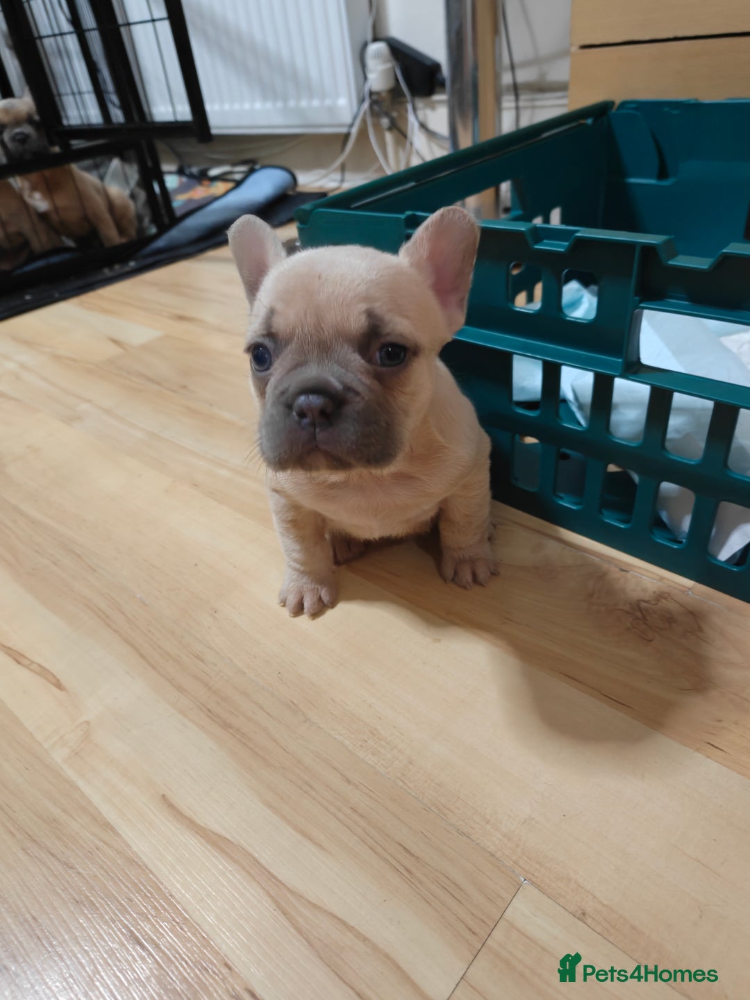 French Bulldog dogs for sale: Unique and Beautiful French bulldogs puppies  - Image 27