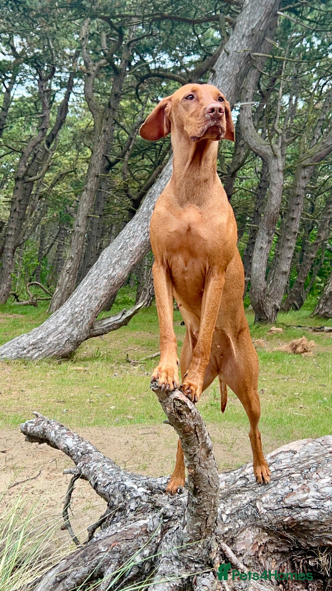 Hungarian Vizsla dogs for sale: Hungarian Vizsla Puppies - Advert 2