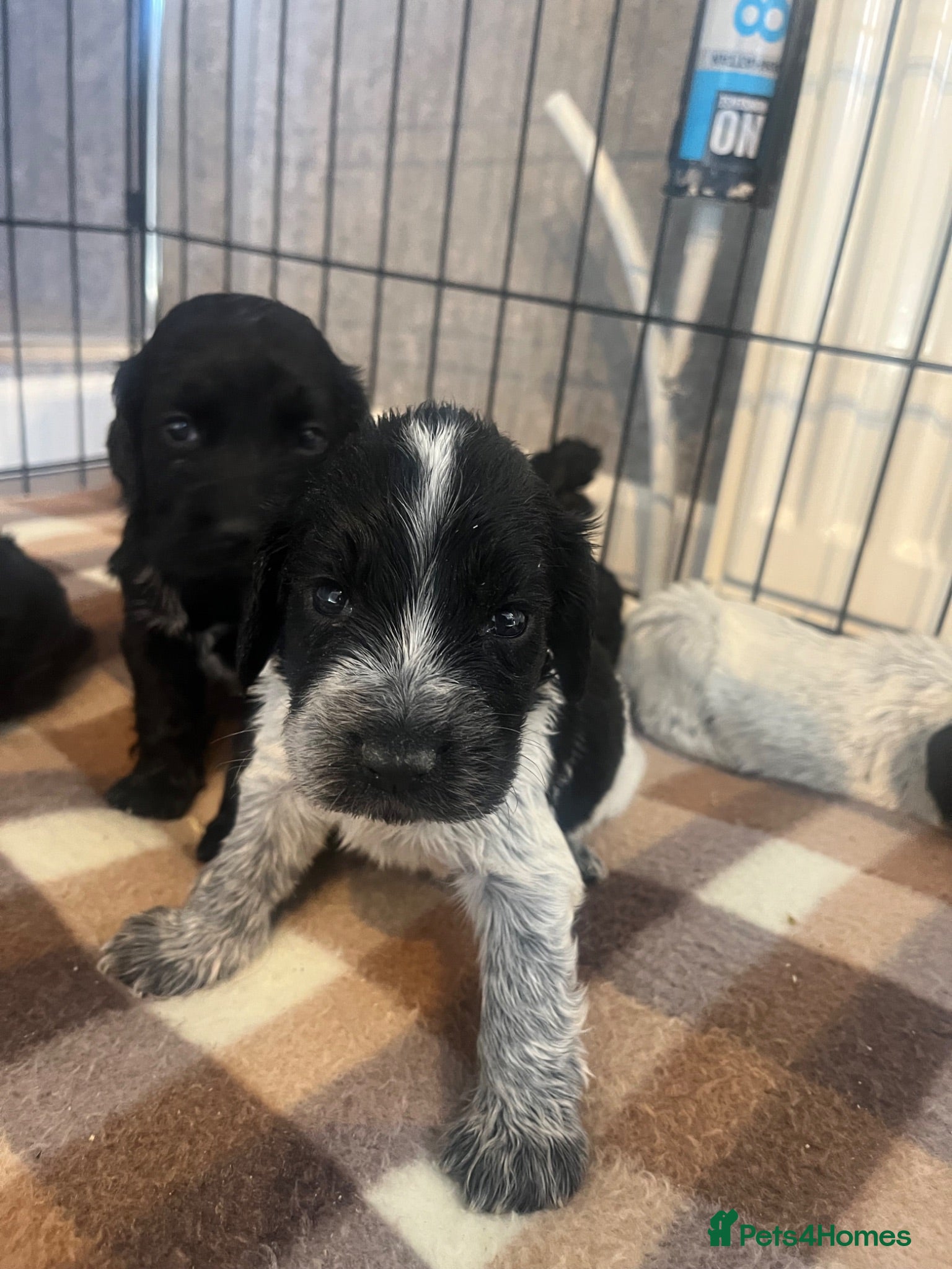 Cocker Spaniel dogs Working cocker spaniel puppies  - Advert 2