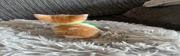 Mixed Breed cats for sale: 2 lovely kittens left  in King's Lynn - Advert 8