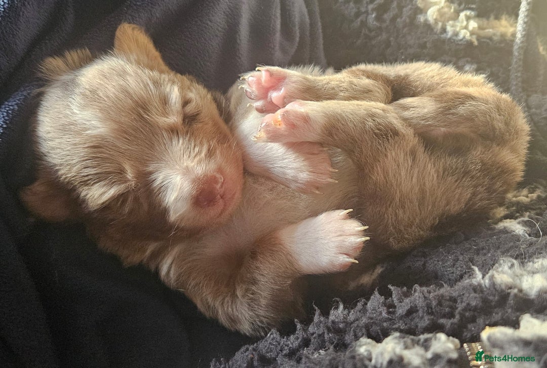 Border Collie dogs for sale: 10 week old Border collie  - Advert 7